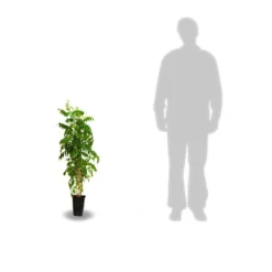 Glycine De Chine Sinensis Caroline/pot De 3l - Echelle Bambou 60/120 Cm -Promos Jardesia Magasin 63ed451b21cfc5.88074380