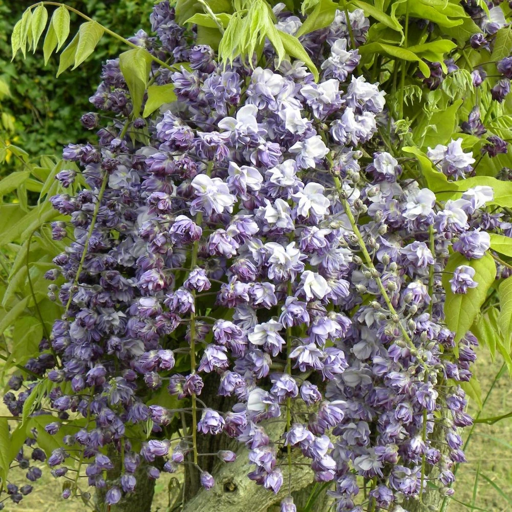 Glycine Du Japon Floribunda Violacea Plena/pot De 3l - 60/120 Cm 1 Glycine Du Japon Floribunda Violacea Plena/pot De 3l - 60/120 Cm