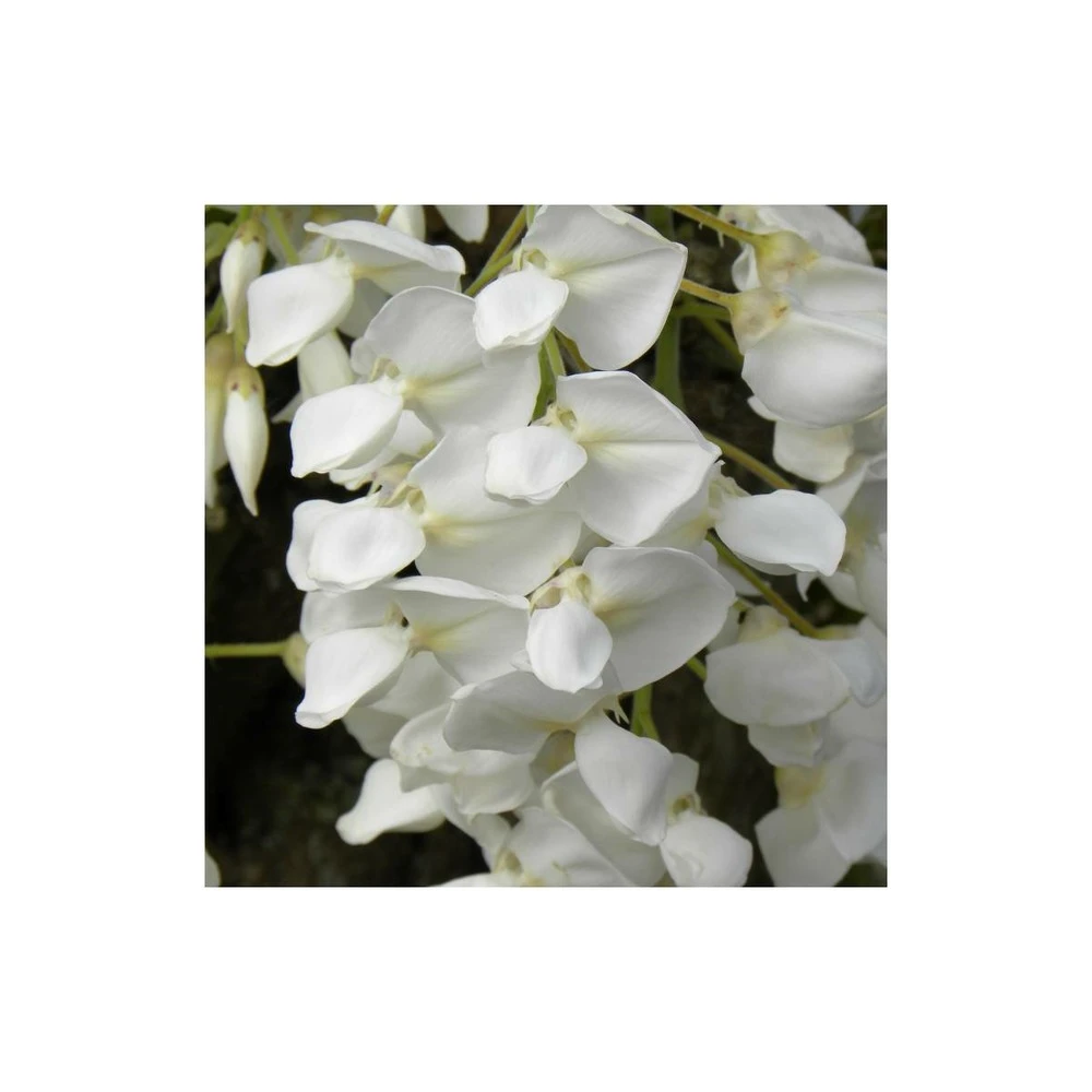 Glycine Soyeuse Venusta/pot De 1,5l - Tuteur Bambou 30/60 Cm 2 Glycine Soyeuse Venusta/pot De 1,5l - Tuteur Bambou 30/60 Cm – Image 2