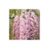Glycine Du Japon Floribunda Pink Ice/pot De 3l - Echelle Bambou 60/120 Cm