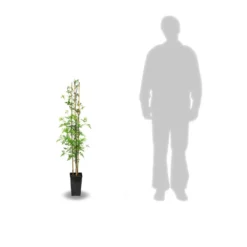 Jasmin Blanc Officinale/pot De 3l - Echelle Bambou 60/120 Cm -Promos Jardesia Magasin 63ed46ecabc502.91203662