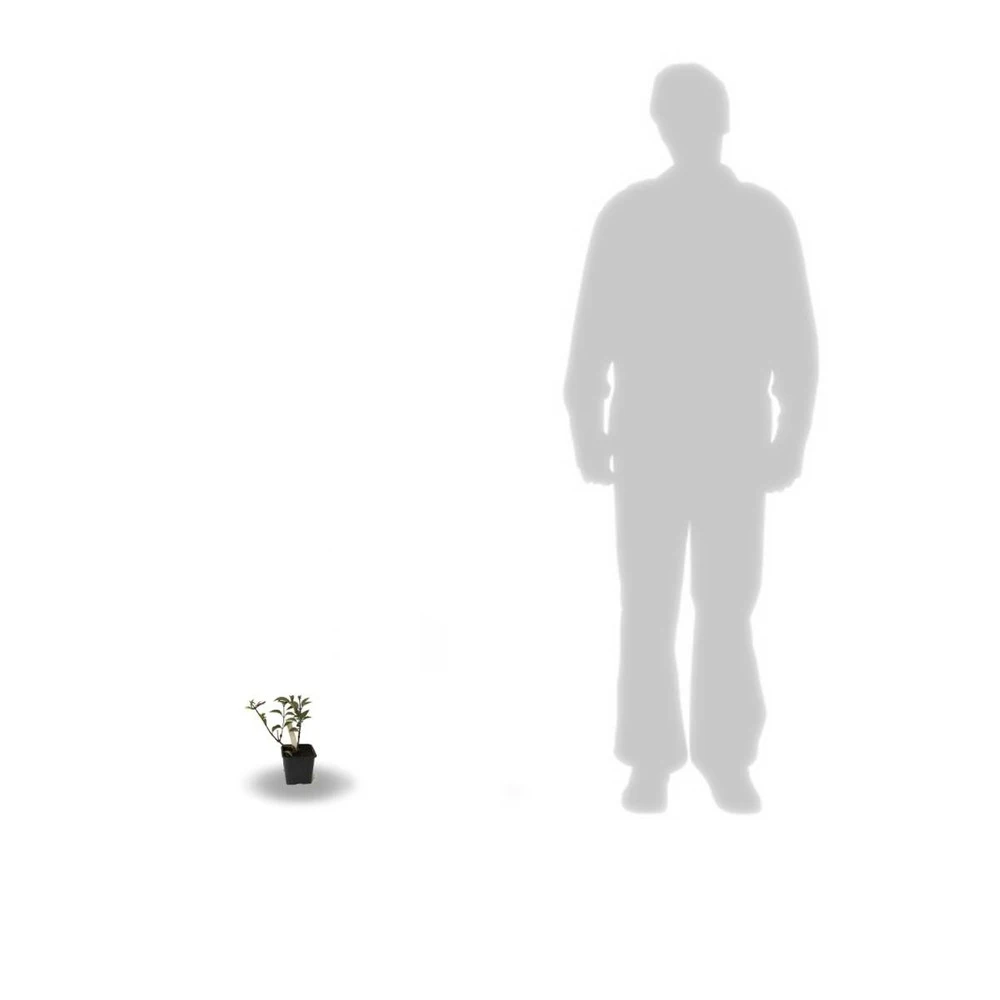 Hortensia à Feuilles De Chêne Quercifolia/godet - 5/20 Cm 2 Hortensia à Feuilles De Chêne Quercifolia/godet - 5/20 Cm – Image 2