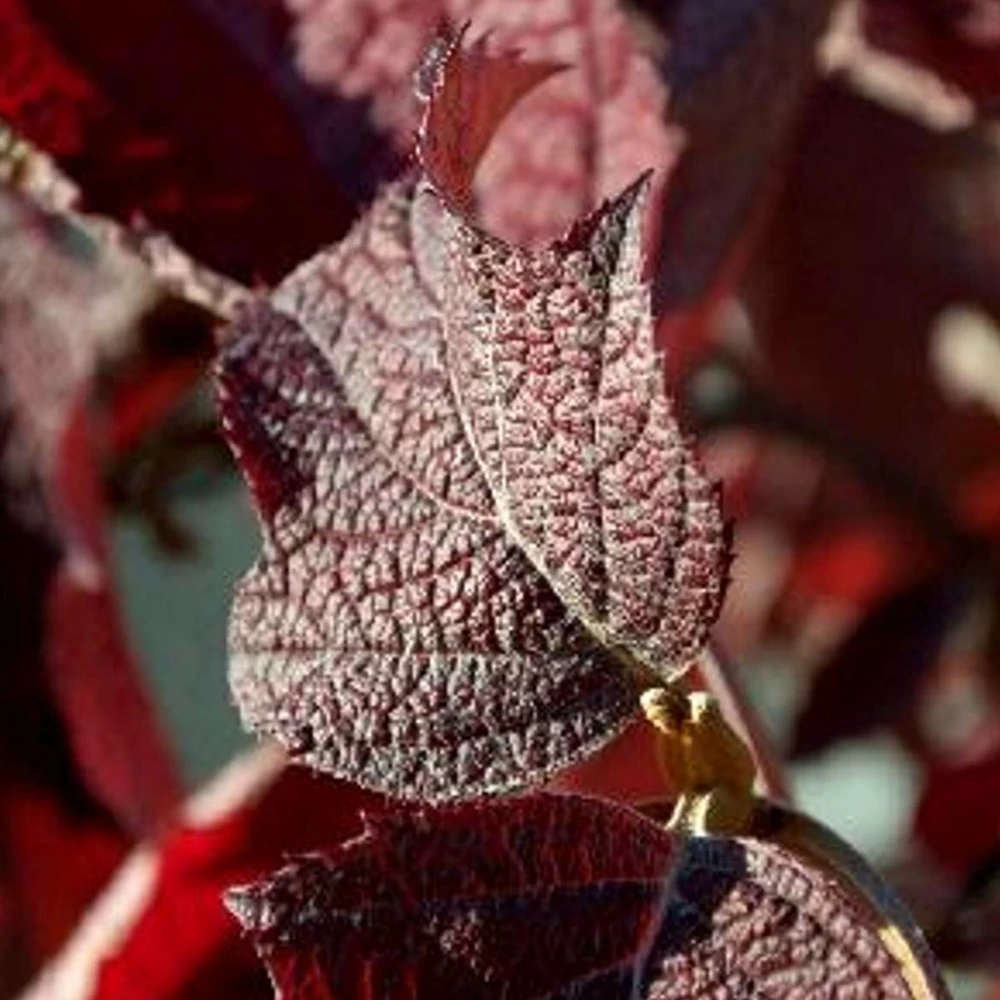 Hortensia à Feuilles De Chêne Quercifolia/godet - 5/20 Cm 1 Hortensia à Feuilles De Chêne Quercifolia/godet - 5/20 Cm