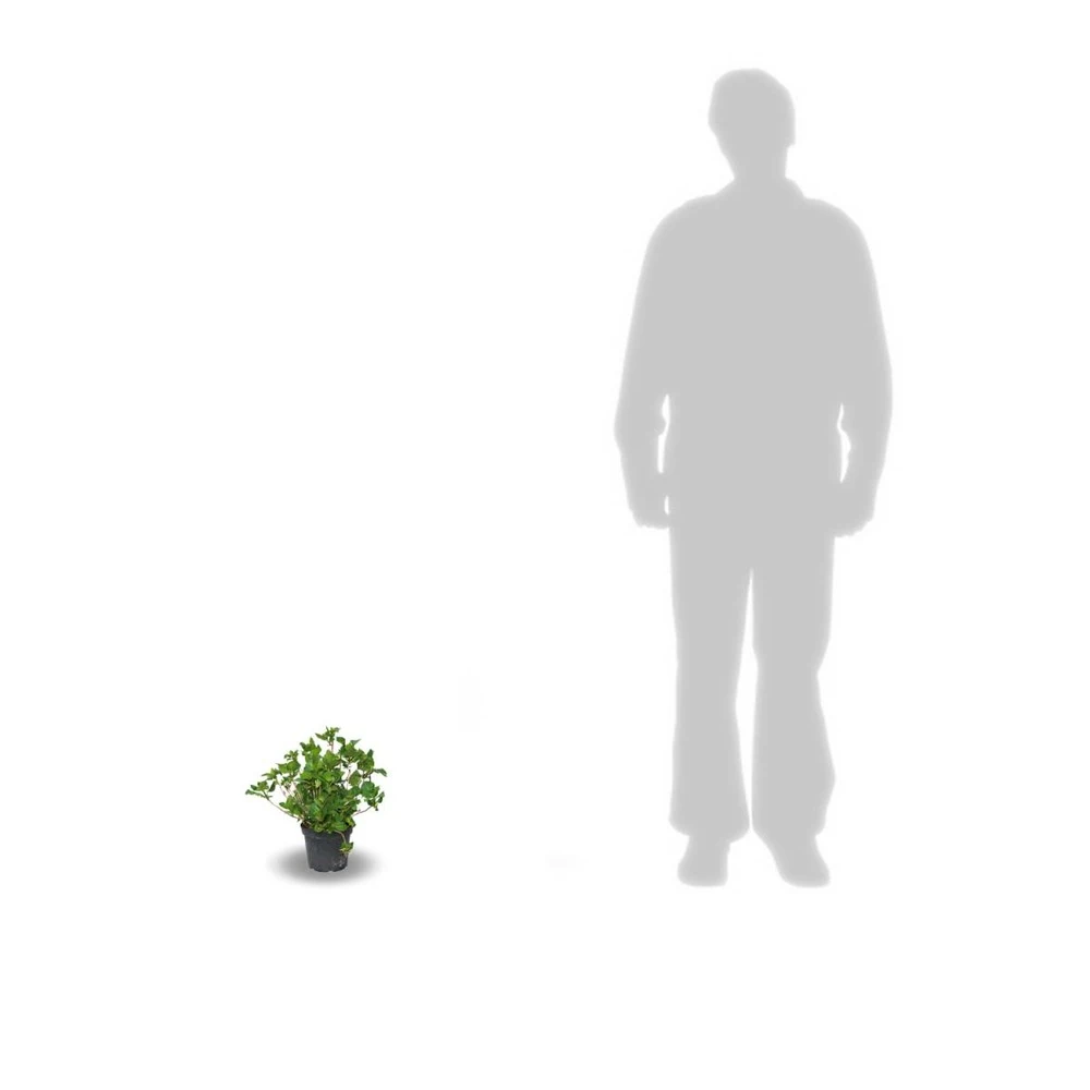 Hortensia Macrophylla Leuchtfeuer/pot De 3l - 20/40 Cm 3 Hortensia Macrophylla Leuchtfeuer/pot De 3l - 20/40 Cm – Image 3