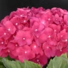 Hortensia Macrophylla Leuchtfeuer/pot De 3l - 20/40 Cm