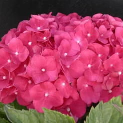 Hortensia Macrophylla Leuchtfeuer/pot De 3l - 20/40 Cm