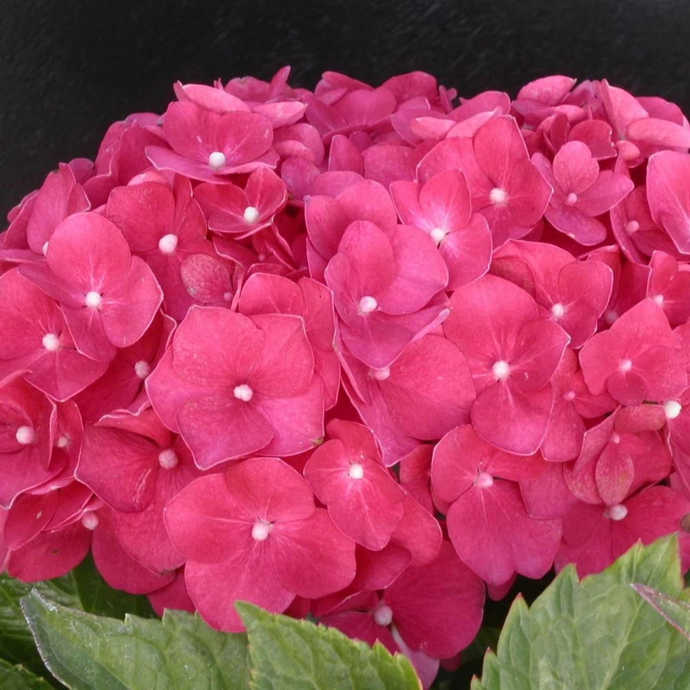 Hortensia Macrophylla Leuchtfeuer/pot De 3l - 20/40 Cm 1 Hortensia Macrophylla Leuchtfeuer/pot De 3l - 20/40 Cm