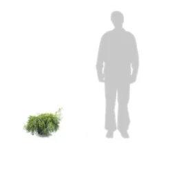 Faux Cyprès Pisifera Sungold/pot De 5l - 40/60 Cm 5 Faux Cyprès Pisifera Sungold/pot De 5l - 40/60 Cm -Promos Jardesia Magasin 63ed4c190cca06.54404568