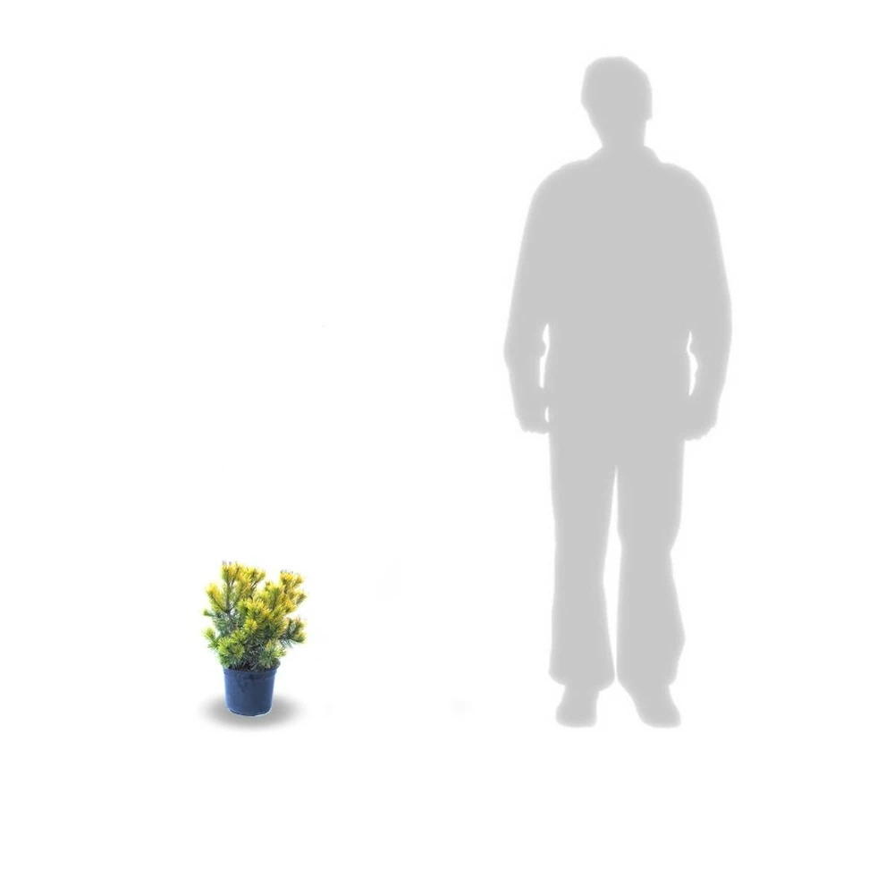 Pin De Montagne Mugo Winter Gold/pot De 3l - 20/40 Cm 1 Pin De Montagne Mugo Winter Gold/pot De 3l - 20/40 Cm