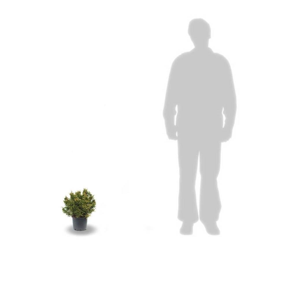 Cèdre Du Japon Japonica Bandai Sugi/pot De 3l - 20/40 Cm 2 Cèdre Du Japon Japonica Bandai Sugi/pot De 3l - 20/40 Cm – Image 2