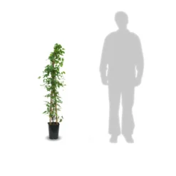 Clématite Armandii Snowdrift/pot De 6l - Tipi Bambou 90/150 Cm -Promos Jardesia Magasin 63ed526f6af959.88319790