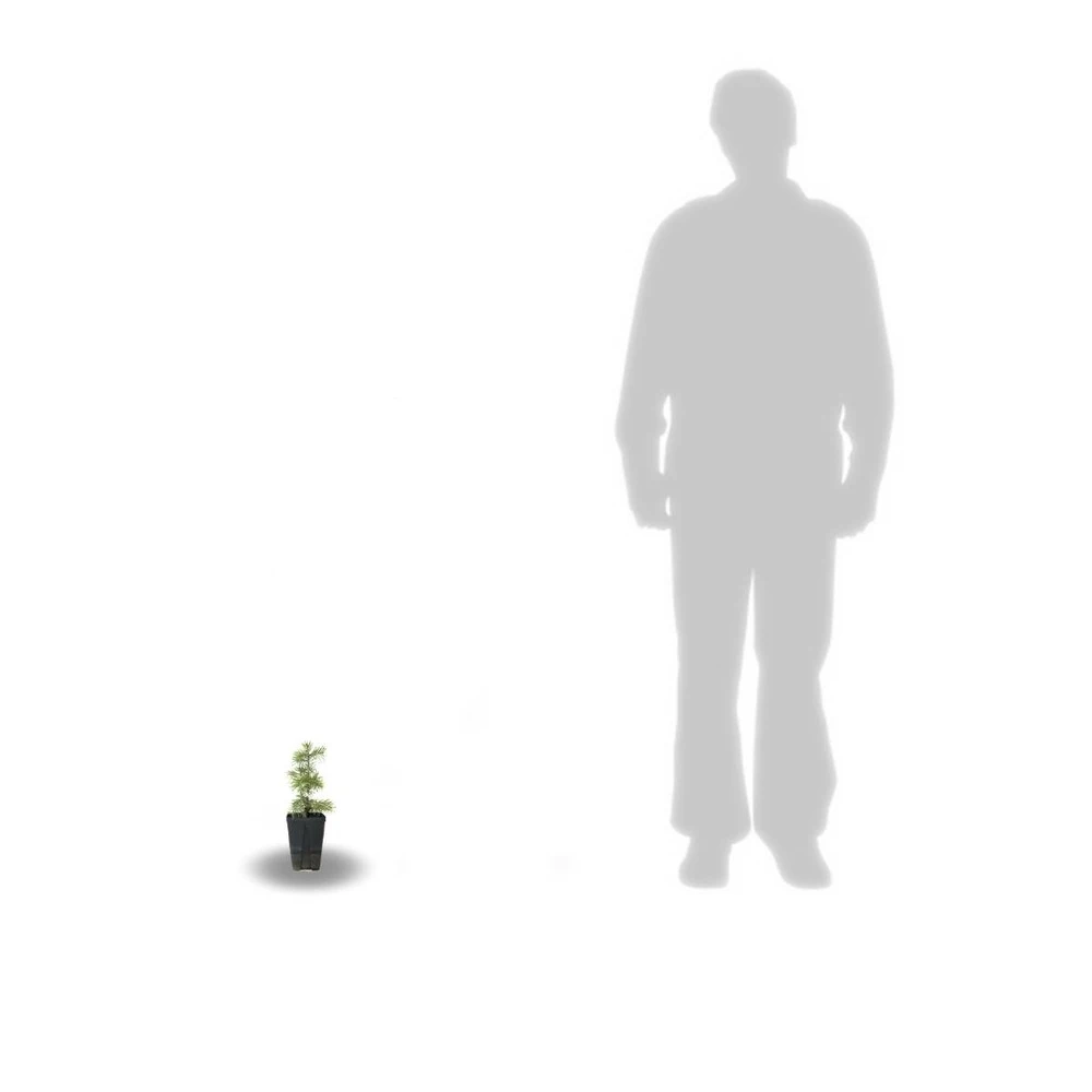 Sapin Du Colorado Concolor/godet - 5/20 Cm 2 Sapin Du Colorado Concolor/godet - 5/20 Cm – Image 2