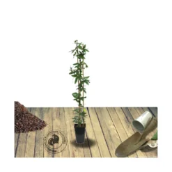 Passiflore Caerulea Purple Haze/pot De 1,5l - Tuteur Bambou 30/60 Cm -Promos Jardesia Magasin 63efe61c735243.01798402