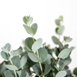 2x Eucalyptus Gunnii - Gommier - Arbuste - Persistant – ⌀17 Cm - ↕40-50 Cm -Promos Jardesia Magasin 63f3b93fa1eaf6.27824930