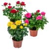 3x Mélange De Rosiers En Pot – Rosa – Patio & Plante D'intérieur – ⌀12cm – ↕20-30cm