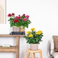 3x Mélange De Rosiers En Pot – Rosa – Patio & Plante D'intérieur – ⌀12cm – ↕20-30cm 7 3x Mélange De Rosiers En Pot – Rosa – Patio & Plante D'intérieur – ⌀12cm – ↕20-30cm -Promos Jardesia Magasin 63f3b946bd22a2.84993476