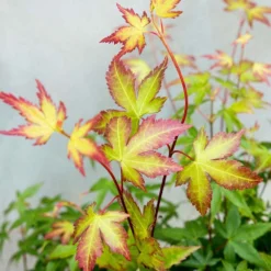 Acer Palmatum 'little Princess' – érable Du Japon – Arbuste - Rustique – ⌀19 Cm - ↕40-50 Cm -Promos Jardesia Magasin 63f3b95f4ce7f5.69030143