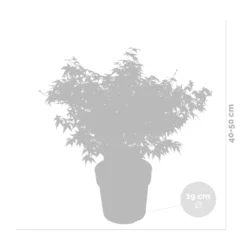 Acer Palmatum 'little Princess' – érable Du Japon – Arbuste - Rustique – ⌀19 Cm - ↕40-50 Cm -Promos Jardesia Magasin 63f3b95f51f327.63709786