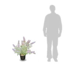 Arbre Aux Papillons Davidii Lochinch/pot De 7,5l - 60/80 Cm -Promos Jardesia Magasin 63f4b609315102.48815059