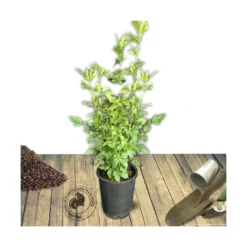 Hibiscus Syriacus French Point® 'minfren'/pot De 7,5l - 60/80 Cm