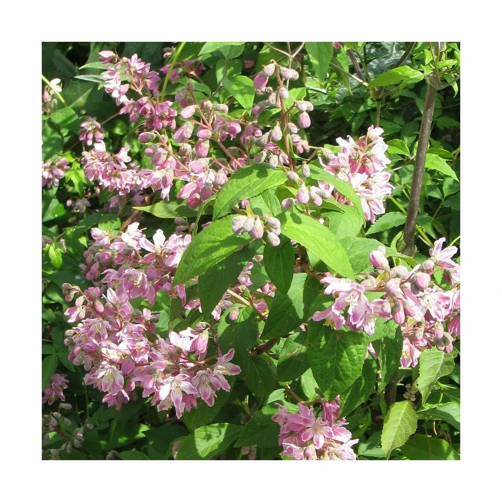 Deutzie Magnifica Tourbillon Rouge/pot De 4l - 40/60 Cm 1 Deutzie Magnifica Tourbillon Rouge/pot De 4l - 40/60 Cm