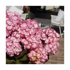 Hortensia You&me® Miss Saori 'h2002'/pot De 4l - 40/60 Cm 7 Hortensia You&me® Miss Saori 'h2002'/pot De 4l - 40/60 Cm -Promos Jardesia Magasin 63f4b9c53c8568.04580778