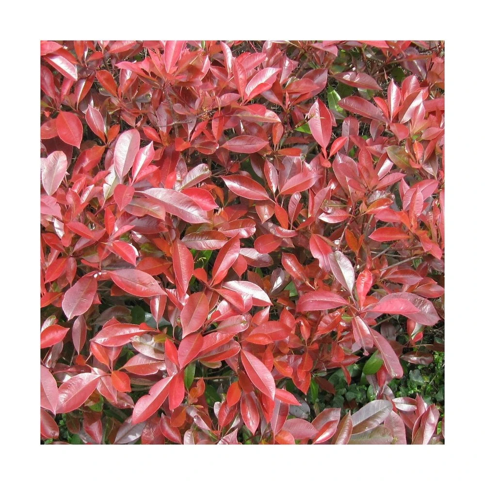 Photinia X Fraseri Little Red Robin/pot De 5l - 40/60 Cm 1 Photinia X Fraseri Little Red Robin/pot De 5l - 40/60 Cm