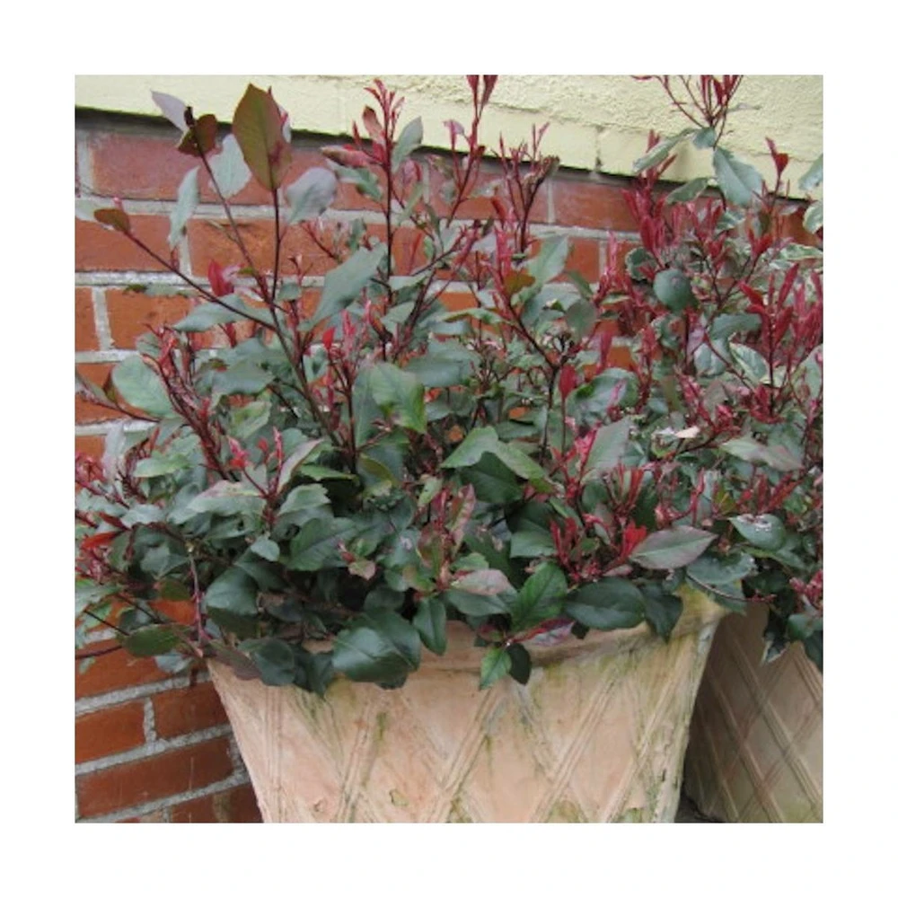 Photinia X Fraseri Little Red Robin/pot De 5l - 40/60 Cm 2 Photinia X Fraseri Little Red Robin/pot De 5l - 40/60 Cm – Image 2
