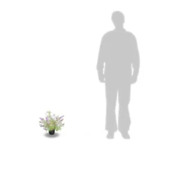 Arbre Aux Papillons Davidii Empire Blue/pot De 3l - 20/40 Cm 5 Arbre Aux Papillons Davidii Empire Blue/pot De 3l - 20/40 Cm -Promos Jardesia Magasin 63f4b9e5634402.74822085