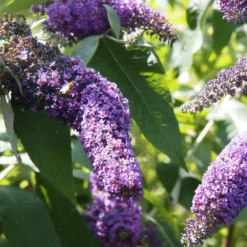 Arbre Aux Papillons Davidii Empire Blue/pot De 3l - 20/40 Cm