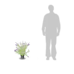 Arbre Aux Papillons Davidii Black Knight/pot De 4l - 40/60 Cm -Promos Jardesia Magasin 63f4b9ebbeb436.52219515