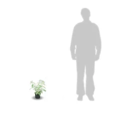 Arbre Aux Papillons Davidii Nanho Blue/pot De 3 L - 40/50 Cm -Promos Jardesia Magasin 63f4b9fa3ae501.28215871