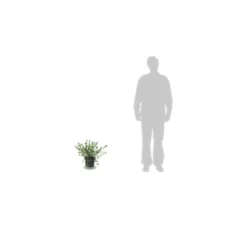 Ceanothe Delilianus Gloire De Versailles/pot De 7,5l - 40/60 Cm 5 Ceanothe Delilianus Gloire De Versailles/pot De 7,5l - 40/60 Cm -Promos Jardesia Magasin 63f4ba249eb851.10269201