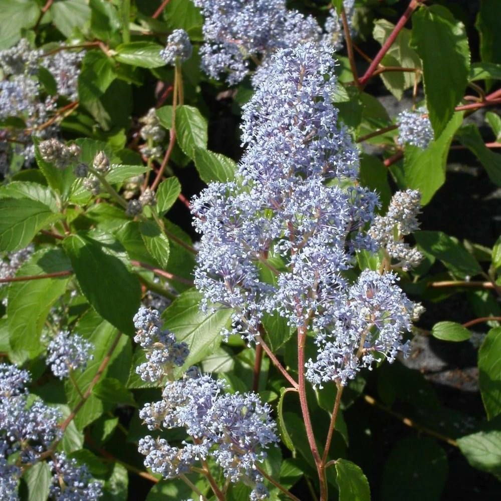 Ceanothe Delilianus Gloire De Versailles/pot De 7,5l - 40/60 Cm 1 Ceanothe Delilianus Gloire De Versailles/pot De 7,5l - 40/60 Cm