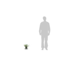 Ceanothe Thyrsiflorus Var. Repens/pot De 3l - 20/40 Cm 5 Ceanothe Thyrsiflorus Var. Repens/pot De 3l - 20/40 Cm -Promos Jardesia Magasin 63f4ba30bc1119.95430862