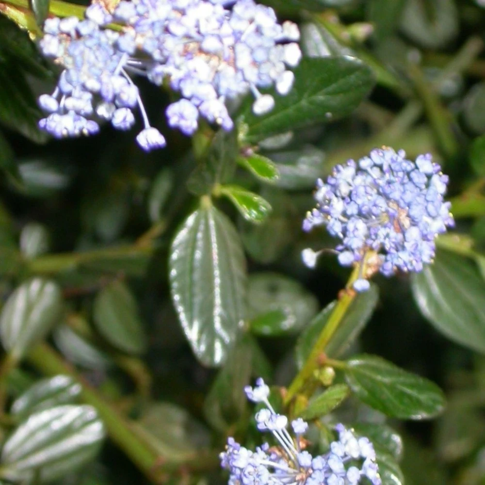 Ceanothe Thyrsiflorus Var. Repens/pot De 3l - 20/40 Cm 1 Ceanothe Thyrsiflorus Var. Repens/pot De 3l - 20/40 Cm