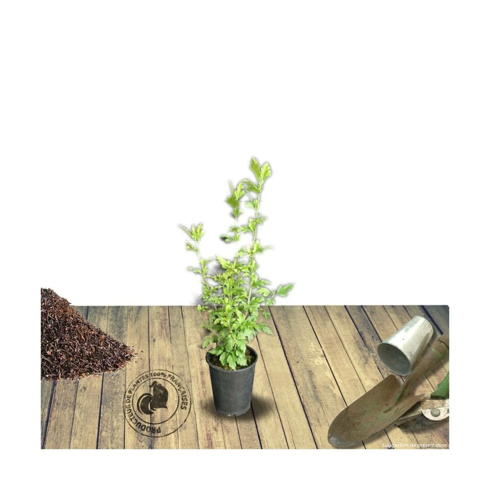 Hibiscus Syriacus French Cabaret® Red 'mindour1'/pot De 4l 1 Hibiscus Syriacus French Cabaret® Red 'mindour1'/pot De 4l