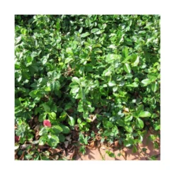 Fusain Du Japon Japonicus Microphyllus/pot De 3l - 40/60 Cm