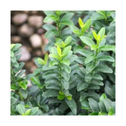 Fusain Du Japon Japonicus Microphyllus/pot De 3l - 40/60 Cm -Promos Jardesia Magasin 63f4ba3ed3ed38.51589505