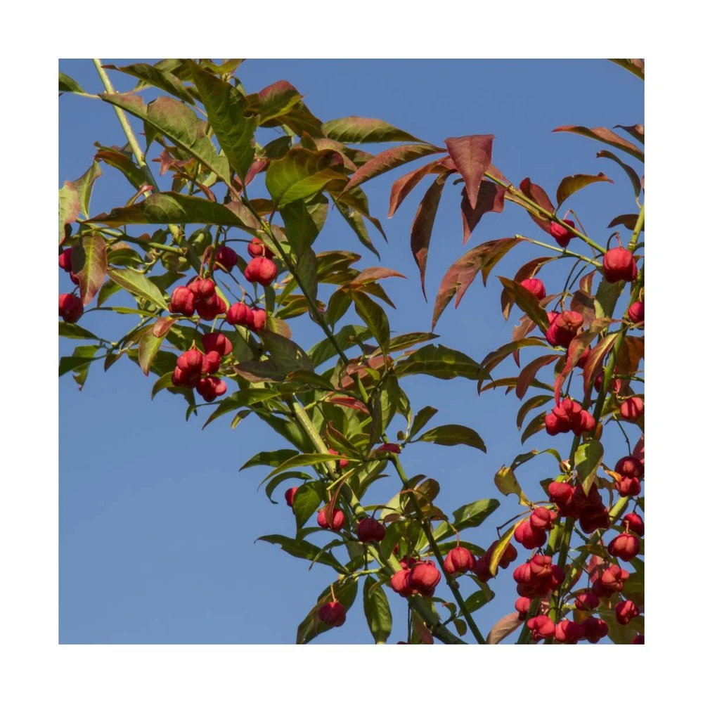 Fusain D'europe Europaeus/pot De 3l - 40/60 Cm 2 Fusain D'europe Europaeus/pot De 3l - 40/60 Cm – Image 2