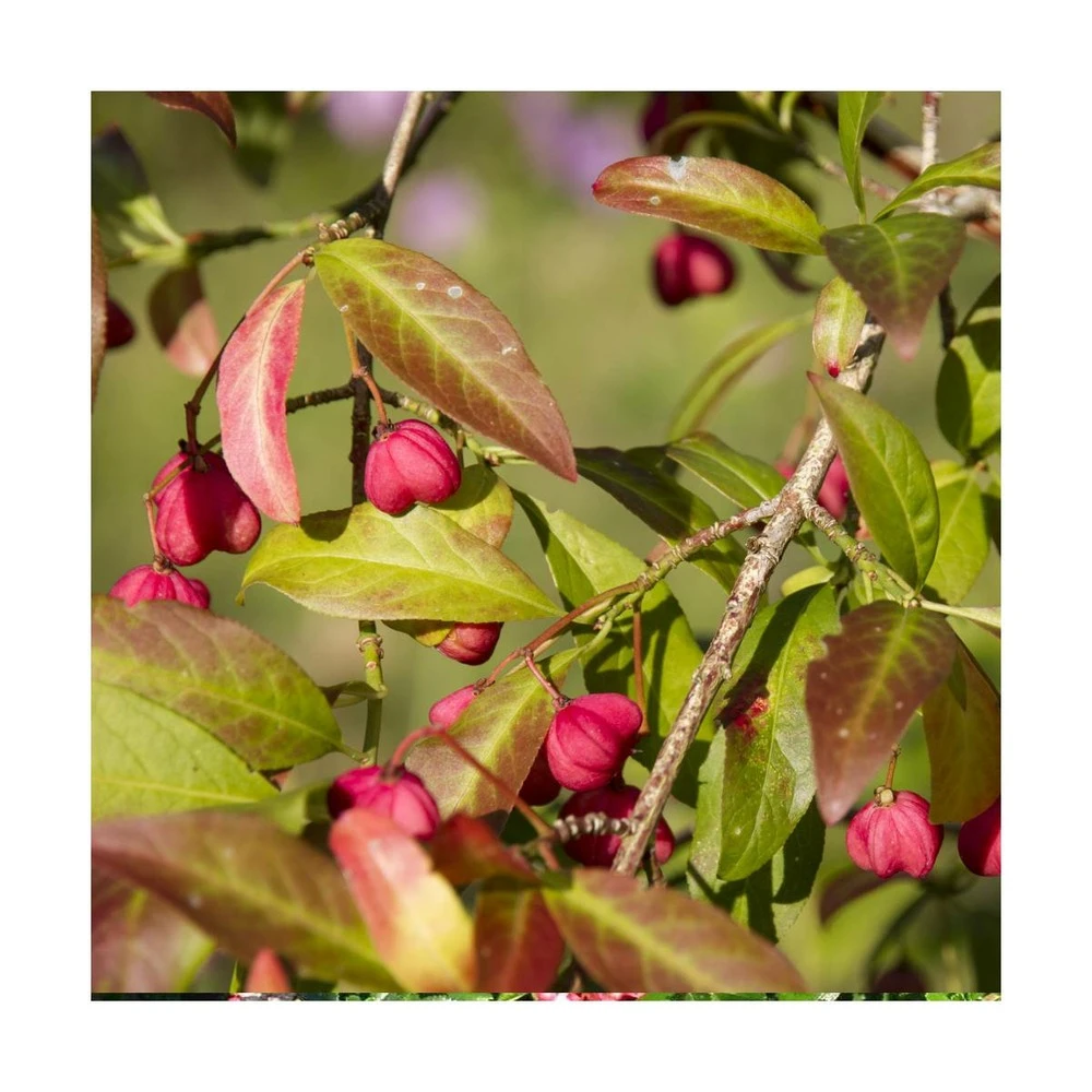 Fusain D'europe Europaeus/pot De 3l - 40/60 Cm 1 Fusain D'europe Europaeus/pot De 3l - 40/60 Cm