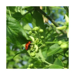 Fusain D'europe Europaeus/pot De 3l - 40/60 Cm 7 Fusain D'europe Europaeus/pot De 3l - 40/60 Cm -Promos Jardesia Magasin 63f4ba42a1b922.67424336