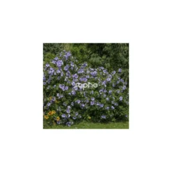 Hibiscus Syriacus Blue Chiffon® 'notwoodthree'/pot De 4l - 40/60 Cm -Promos Jardesia Magasin 63f4ba45123893.71488894