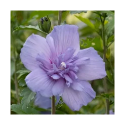 Hibiscus Syriacus Blue Chiffon® 'notwoodthree'/pot De 4l - 40/60 Cm -Promos Jardesia Magasin 63f4ba453a9a03.76407787