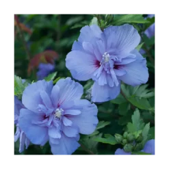 Hibiscus Syriacus Blue Chiffon® 'notwoodthree'/pot De 4l - 40/60 Cm -Promos Jardesia Magasin 63f4ba4550a197.01377862