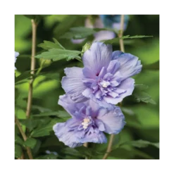 Hibiscus Syriacus Blue Chiffon® 'notwoodthree'/pot De 4l - 40/60 Cm -Promos Jardesia Magasin 63f4ba45703d64.19434231