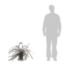 Cotoneaster Lacteus/pot De 3l - 40/60 Cm 5 Cotoneaster Lacteus/pot De 3l - 40/60 Cm -Promos Jardesia Magasin 63f4ba6ae73968.45907339