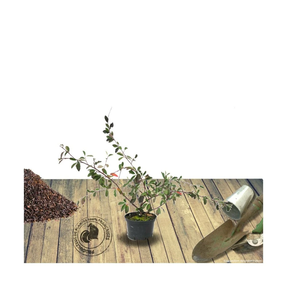 Cotoneaster Lacteus/pot De 3l - 40/60 Cm 2 Cotoneaster Lacteus/pot De 3l - 40/60 Cm – Image 2