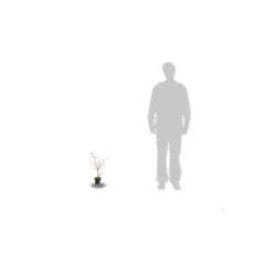 Cornouiller Soyeux Stolonifera Kelsey/pot De 4l - 40/60 Cm -Promos Jardesia Magasin 63f4ba6c4579c5.36459365