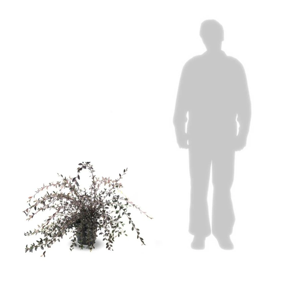 Cotoneaster Lacteus/pot De 7,5l - 60/80 Cm 3 Cotoneaster Lacteus/pot De 7,5l - 60/80 Cm – Image 3